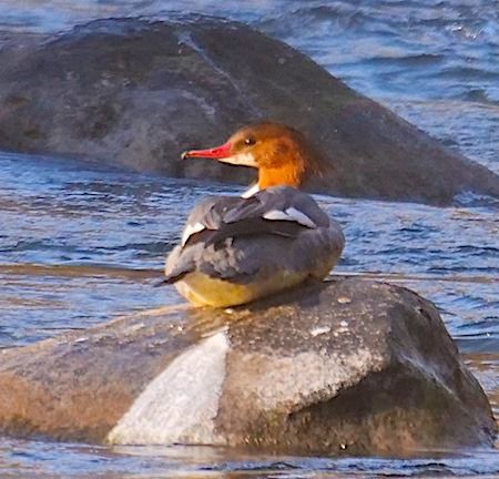 Smergo maggiore  - Angelo Pasqua