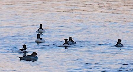 Smergo maggiore  - Angelo Pasqua