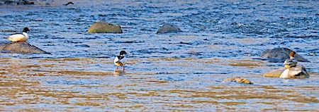 Smergo maggiore  - Angelo Pasqua