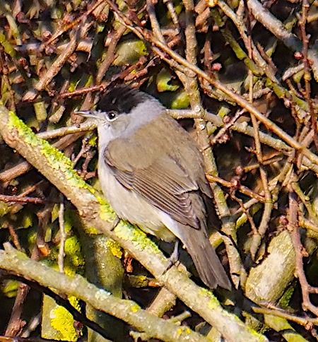 Capinera  - Angelo Pasqua