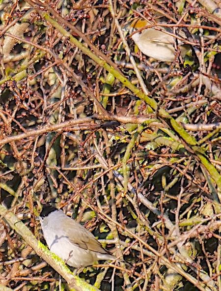 Capinera  - Angelo Pasqua