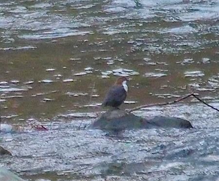 Merlo acquaiolo  - Angelo Pasqua