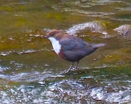Merlo acquaiolo  - Angelo Pasqua
