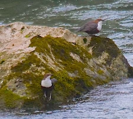 Merlo acquaiolo  - Angelo Pasqua