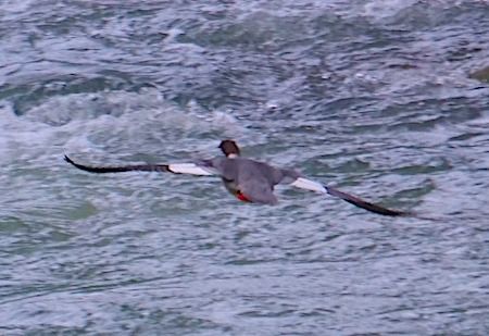 Smergo maggiore  - Angelo Pasqua