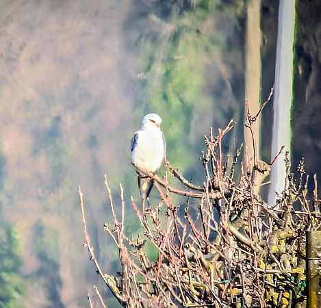 Nibbio bianco  - Andrea Ravagnani