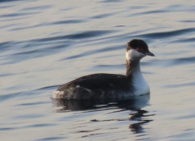 Horned Grebe  - Roberto Boscaini