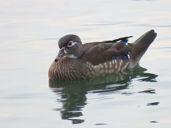 Anatra sposa  - Roberto Boscaini