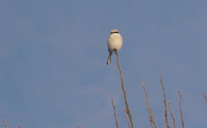 Averla maggiore  - Roberto Boscaini