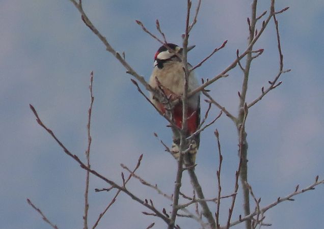 Picchio rosso maggiore  - Roberto Boscaini