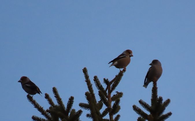 Frosone  - Roberto Boscaini