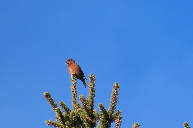 Crociere  - Roberto Boscaini
