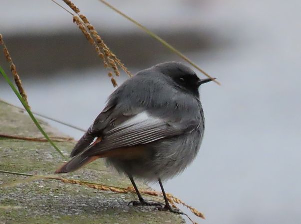Codirosso spazzacamino  - Roberto Boscaini
