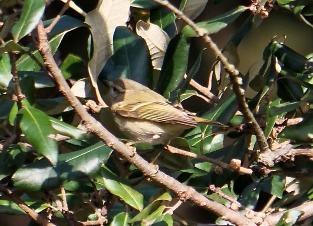 Luì di Hume  - Paolo Ricci