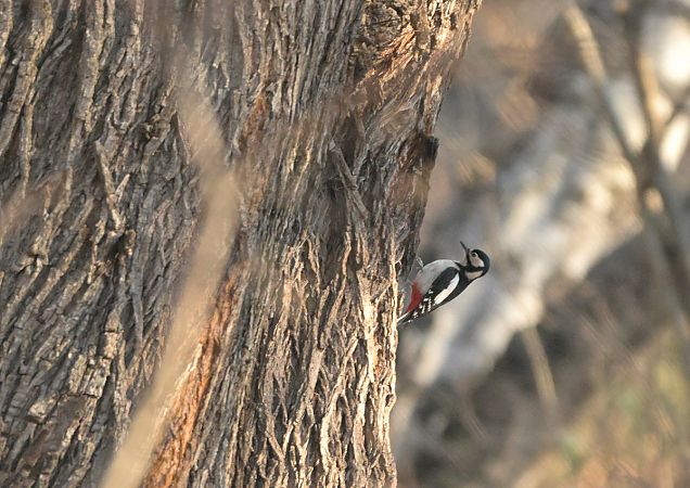 Picchio rosso maggiore  - Luigi Gennari