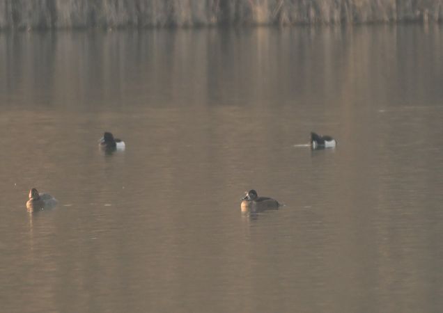 Moretta dal collare  - Luigi Gennari