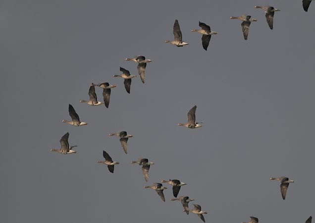 Oca lombardella  - Luigi Gennari
