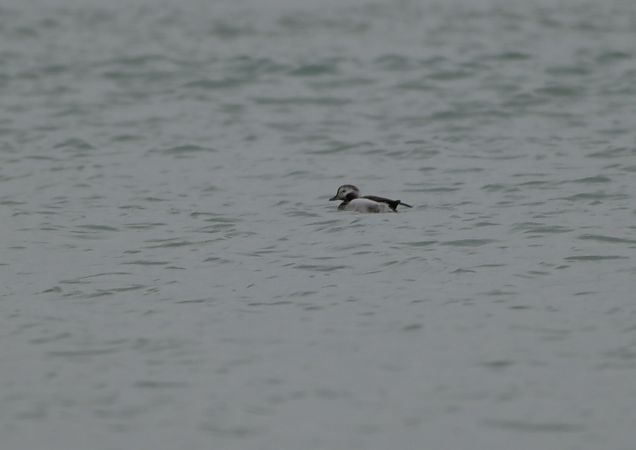 Moretta codona  - Luigi Gennari