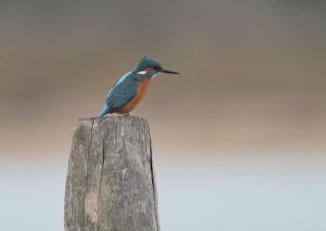 Martin pescatore  - Luigi Gennari