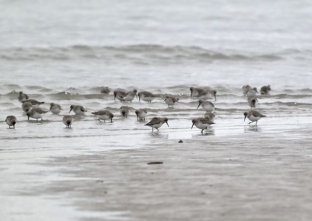 Piovanello pancianera  - Luigi Gennari