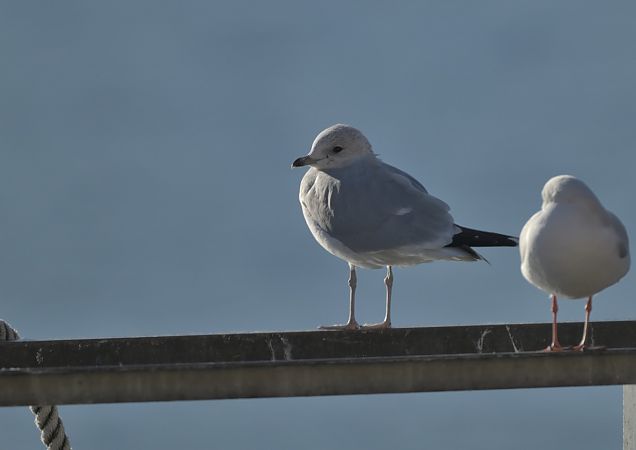 Gavina  - Luigi Gennari