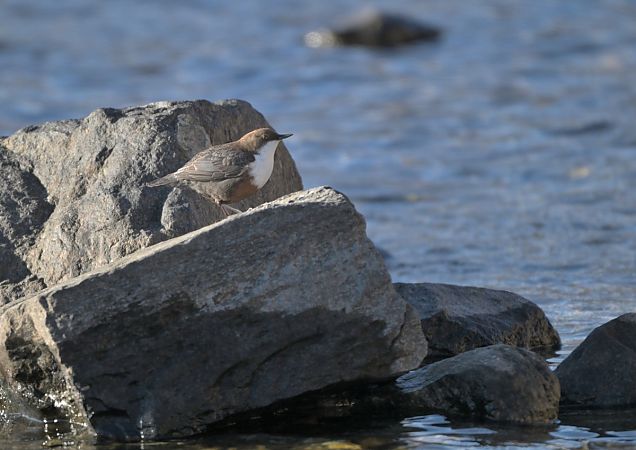 Merlo acquaiolo  - Luigi Gennari