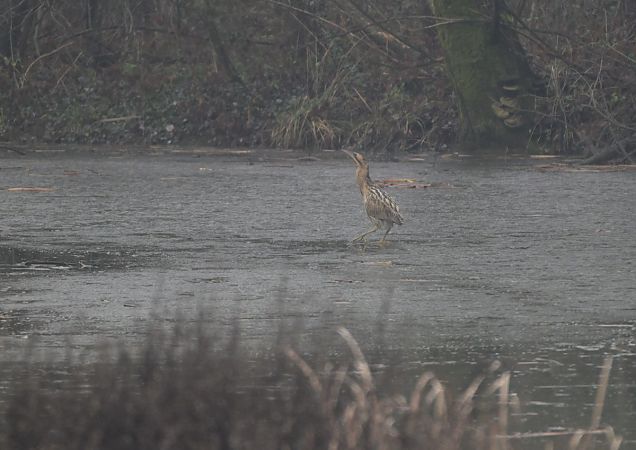 Tarabuso  - Luigi Gennari
