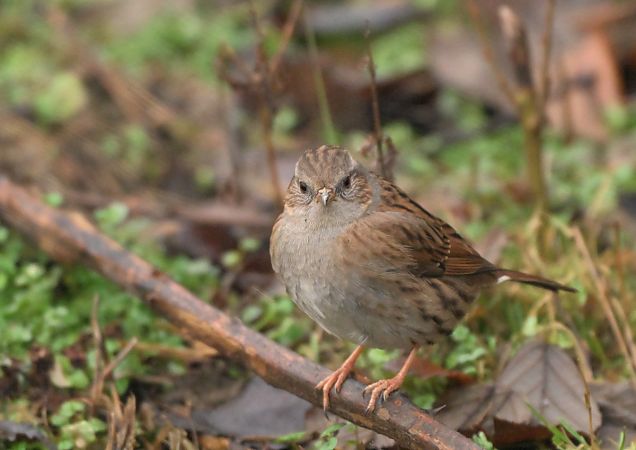 Passera scopaiola  - Luigi Gennari