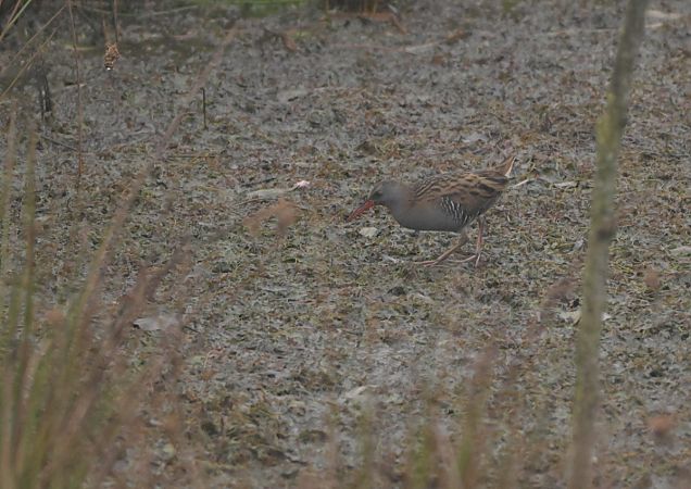 Porciglione  - Luigi Gennari