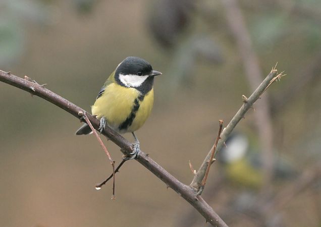 Cinciallegra  - Luigi Gennari