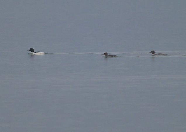 Smergo minore  - Luigi Gennari