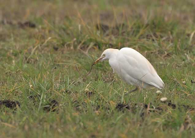 Airone guardabuoi  - Luigi Gennari