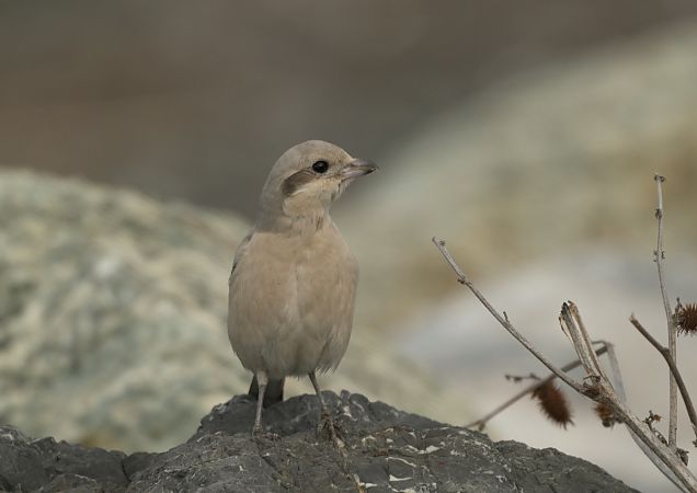 Averla maggiore beccopallido  - Luigi Gennari