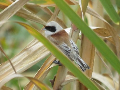 Pendolino  - Dimitri Marrone