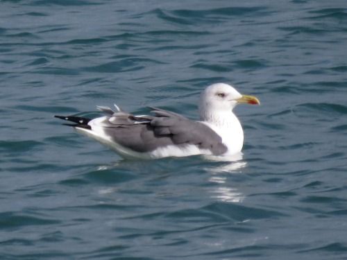 Zafferano di Heuglin  - Dimitri Marrone