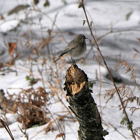 Hausrotschwanz  - Gaspare Adinolfi