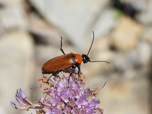 Zonitis sp.  - Mirko Tomasi