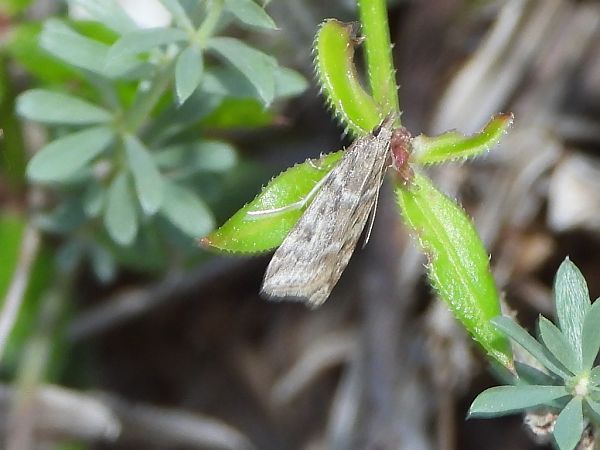 Eudonia angustea  - Mirko Tomasi