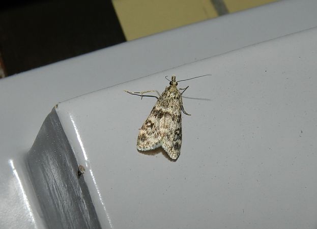 Eudonia murana  - Mirko Tomasi