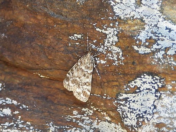 Eudonia sudetica  - Mirko Tomasi