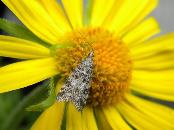 Eudonia sudetica  - Mirko Tomasi