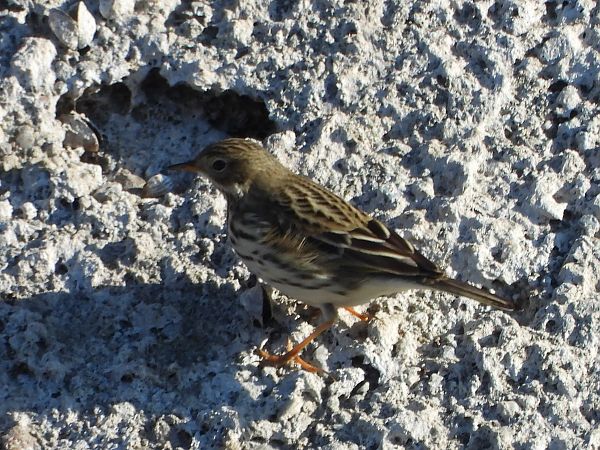 Pispola  - Mirko Tomasi