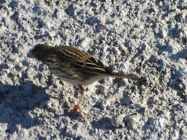 Pispola  - Mirko Tomasi