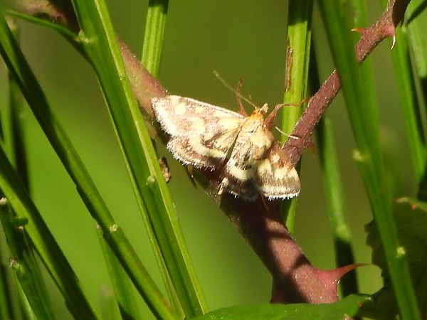 Pyrausta ostrinalis  - Mirko Tomasi