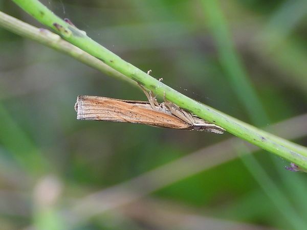 Pediasia contaminella  - Mirko Tomasi