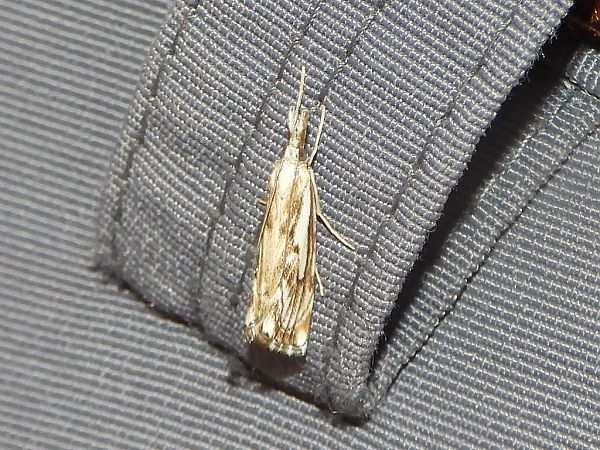 Catoptria falsella  - Mirko Tomasi