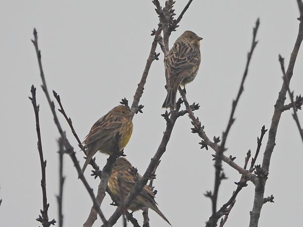 Zigolo giallo  - Mirko Tomasi