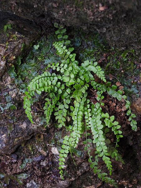 Asplenium viride  - Mirko Tomasi