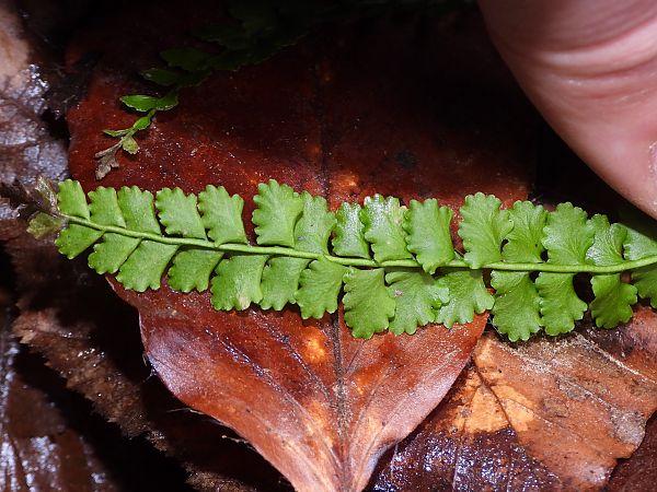 Asplenium viride  - Mirko Tomasi