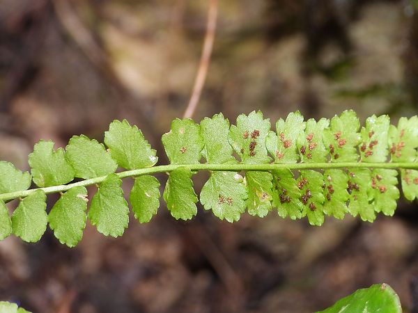 Asplenium viride  - Mirko Tomasi